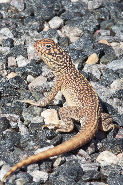 Central Netted Dragon (Ctenophorus nuchalis)