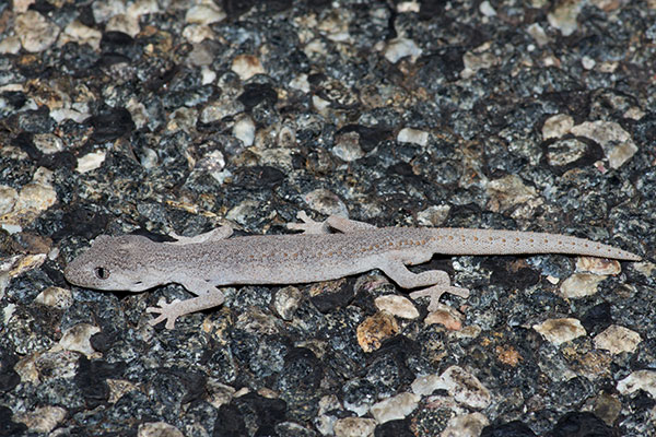 Southern Spiny-tailed Gecko (Strophurus intermedius)