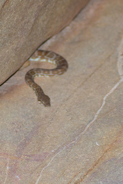 Eastern Large-blotched Python (Antaresia stimsoni orientalis)