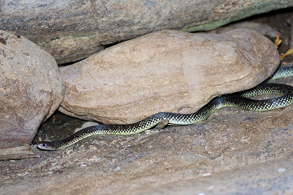 King Brown Snake (Pseudechis australis)