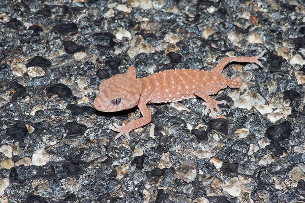 Centralian Knob-tailed Gecko (Nephrurus amyae)