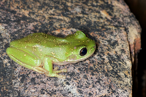 Centralian Tree Frog (Ranoidea gilleni)