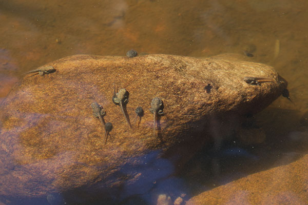Southern Flinders Ranges Froglet (Crinia riparia)