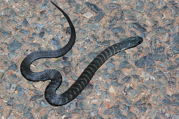 Flinders Ranges Tiger Snake (Notechis scutatus ater)