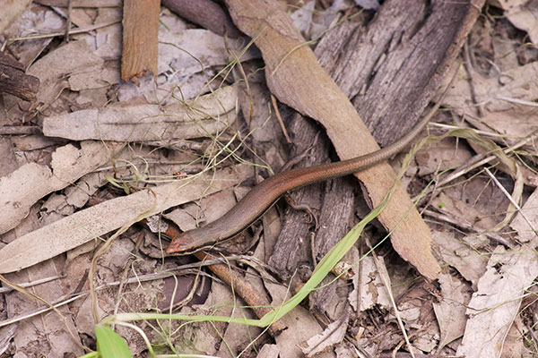 Boulenger’s Snake-eyed Skink (Morethia boulengeri)