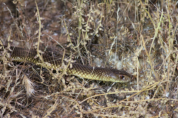 King Brown Snake (Pseudechis australis)