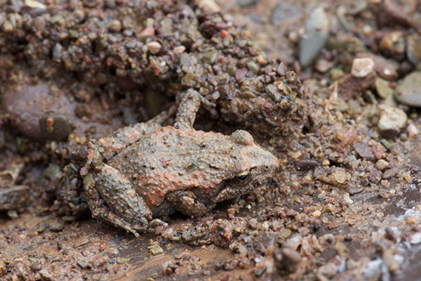 Northern Flinders Ranges Froglet (Crinia flindersensis)