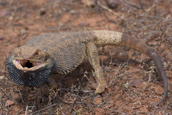 Central Bearded Dragon (Pogona vitticeps)