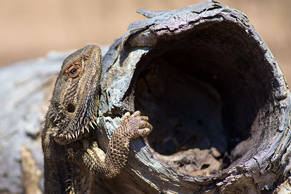 Central Bearded Dragon (Pogona vitticeps)