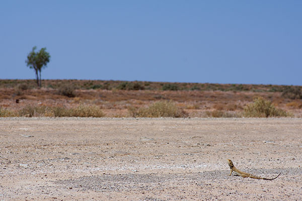 Central Bearded Dragon (Pogona vitticeps)