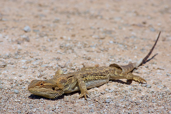 Central Bearded Dragon (Pogona vitticeps)