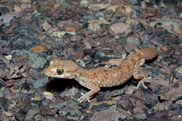 Tessellated Gecko (Diplodactylus tessellatus)