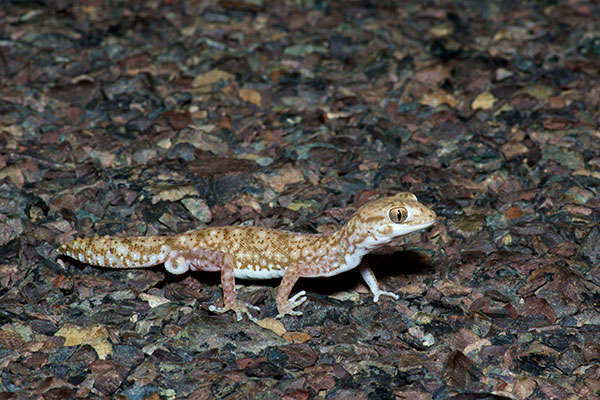 Tessellated Gecko (Diplodactylus tessellatus)