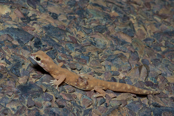 Eyre Basin Beaked Gecko (Rhynchoedura eyrensis)