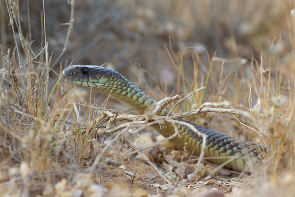 King Brown Snake (Pseudechis australis)