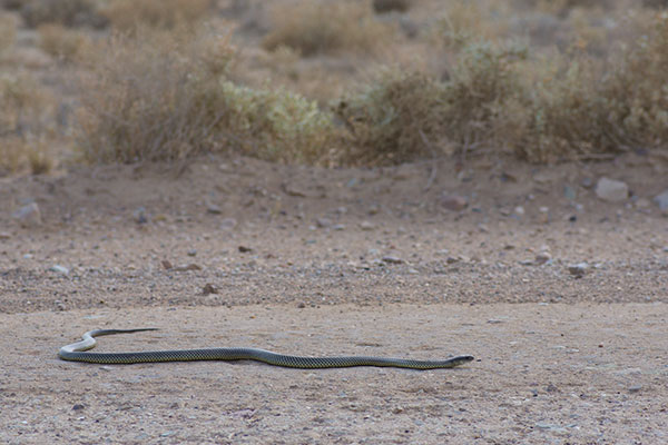 King Brown Snake (Pseudechis australis)