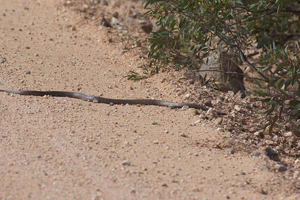 Mainland Dugite (Pseudonaja affinis affinis)