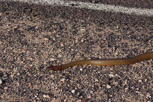Western Brown Snake (Pseudonaja mengdeni)