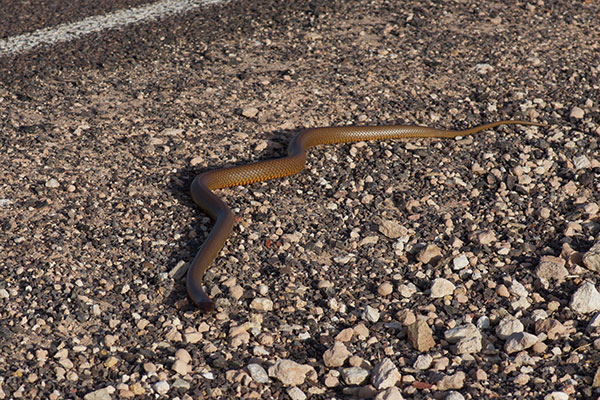 Western Brown Snake (Pseudonaja mengdeni)