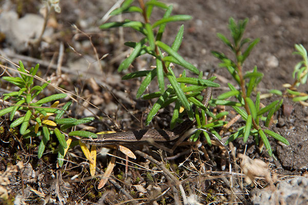 Common Dwarf Skink (Menetia greyii)