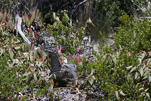Heath Monitor (Varanus rosenbergi)