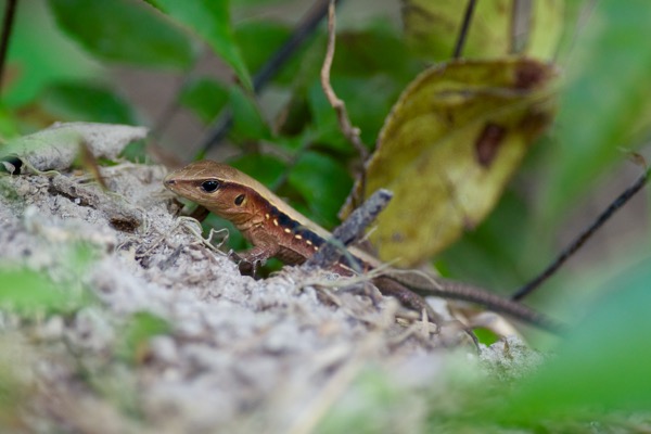 Delicate Ameiva (Holcosus leptophrys)