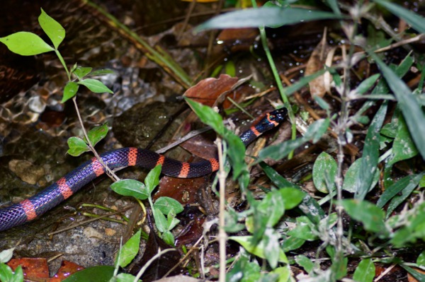 Black Halloween Snake (Pliocercus euryzonus burghardti)