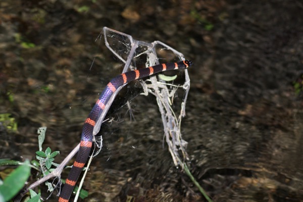 Black Halloween Snake (Pliocercus euryzonus burghardti)