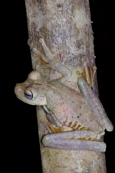 Gladiator Frog (Boana rosenbergi)