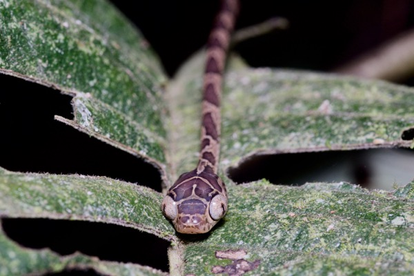 Common Blunt-headed Tree Snake (Imantodes cenchoa)