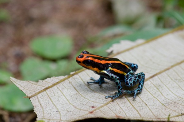 Amazon Poison Frog (Ranitomeya amazonica)