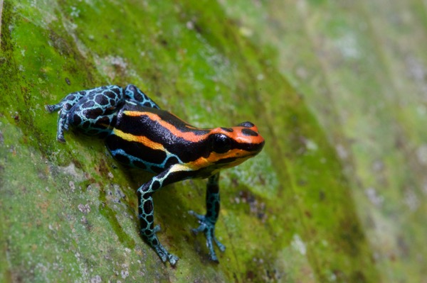 Amazon Poison Frog (Ranitomeya amazonica)