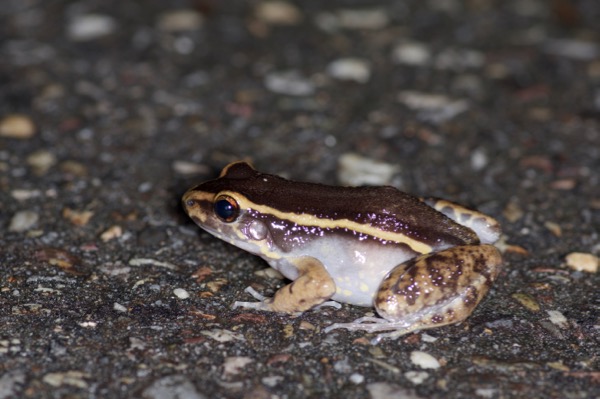 Painted Antnest Frog (Lithodytes lineatus)