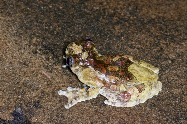 Marbled Treefrog (Dendropsophus marmoratus)