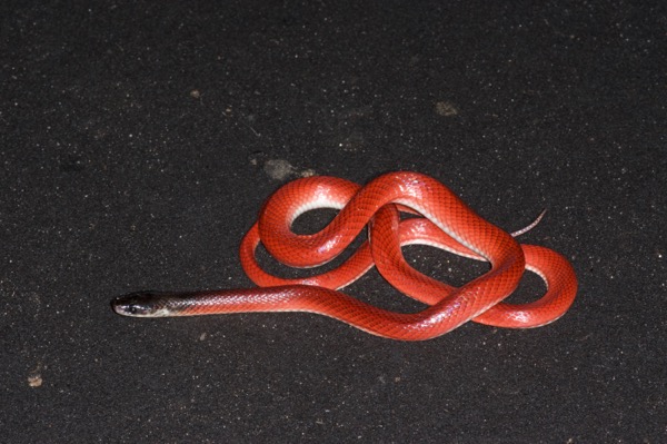 Crowned False Boa (Pseudoboa coronata)