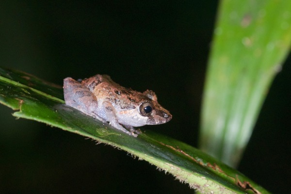 Amazonian Rain Frog (Pristimantis altamazonicus)