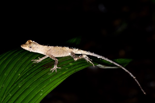 Blue-lipped Forest Anole (Anolis bombiceps)