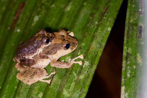 Carabaya Rain Frog (Pristimantis ockendeni)