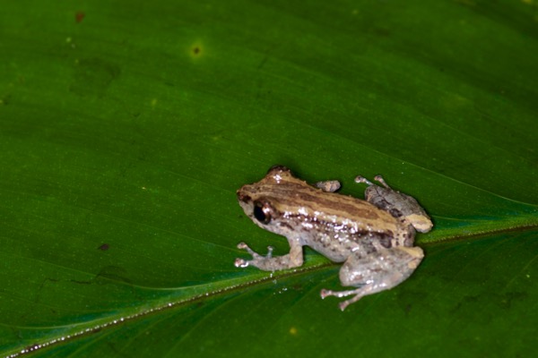 Marti’s Rain Frog (Pristimantis martiae)
