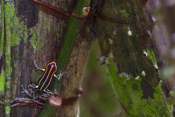Uakari Poison Frog (Ranitomeya uakarii)