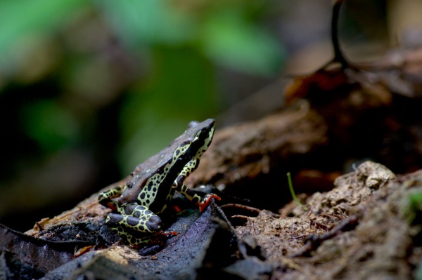 Common Harlequin Toad (Atelopus spumarius)