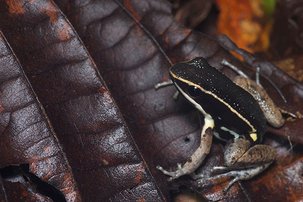 Spotted-thighed Poison Frog (Allobates femoralis)