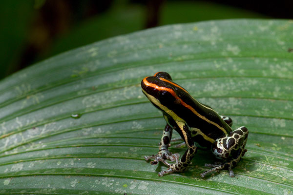 Uakari Poison Frog (Ranitomeya uakarii)
