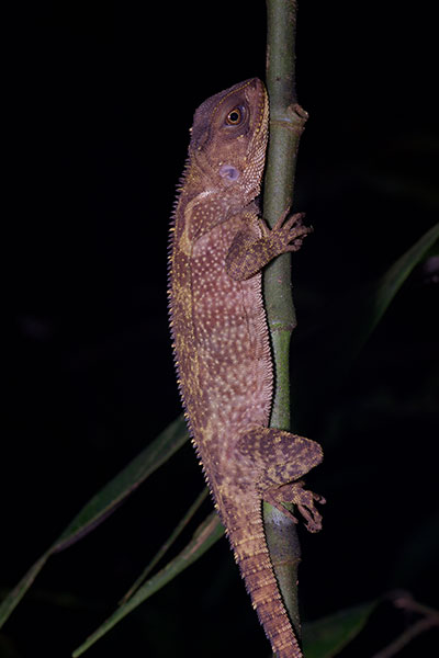 Small-scaled Forest Dragon (Enyalioides microlepis)
