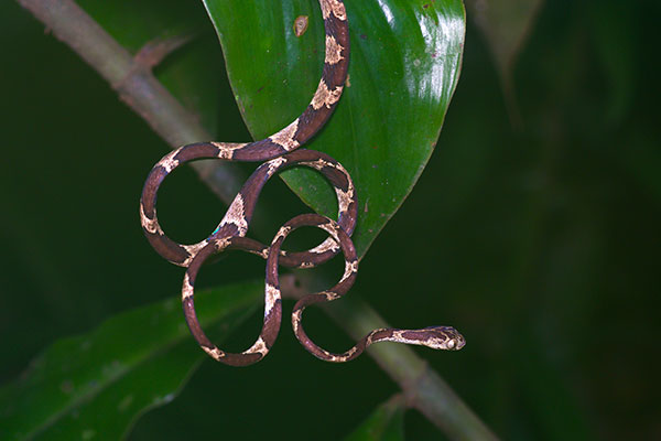 Common Blunt-headed Tree Snake (Imantodes cenchoa)