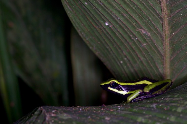 Three-striped Poison Frog (Ameerega trivittata)