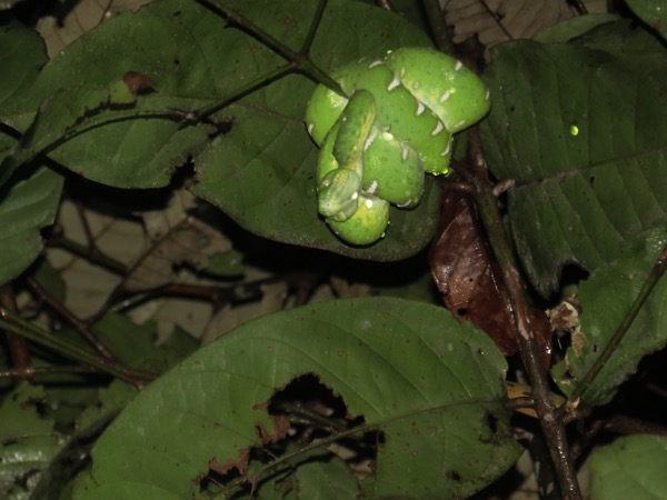 Amazon Basin Emerald Tree Boa (Corallus batesii)