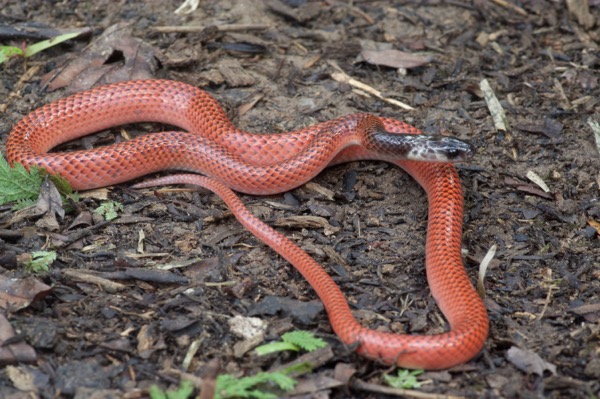 Amazon Egg-eating Snake (Drepanoides anomalus)