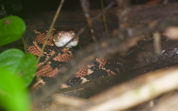 South American Bushmaster (Lachesis muta muta)