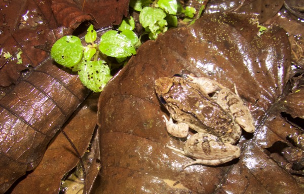 Dwarf Jungle Frog (Leptodactylus wagneri)